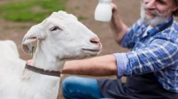 Susu Kambing Etawa: Sejarah, Manfaat, dan Produk di Pasaran