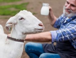 Susu Kambing Etawa: Sejarah, Manfaat, dan Produk di Pasaran