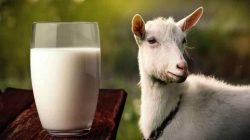 Produk Susu Kambing Etawa Bubuk Paling Populer di Indonesia