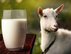 Produk Susu Kambing Etawa Bubuk Paling Populer di Indonesia